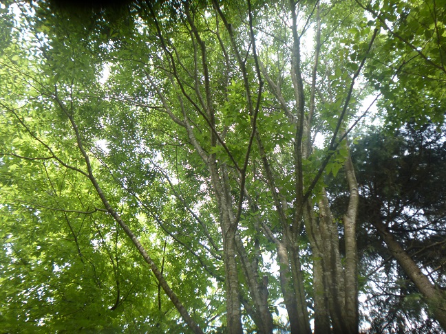 d0087595_15484330.jpg