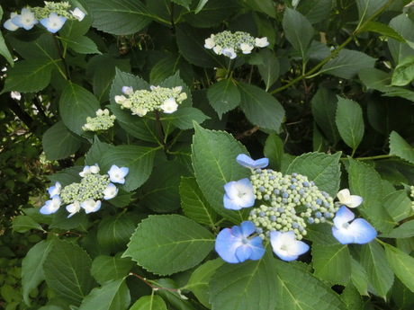 a0203003_18352280.jpg