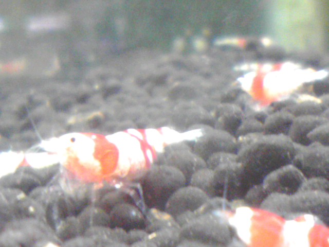 a0291521_14412376.jpg