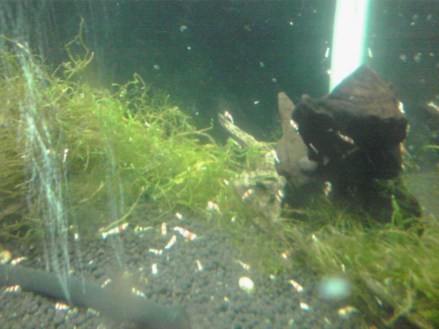 a0291521_837146.jpg