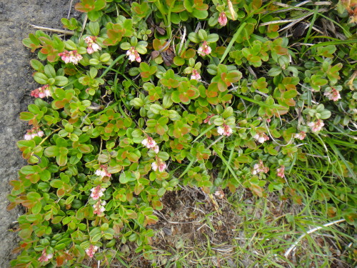 c0179351_8481742.jpg
