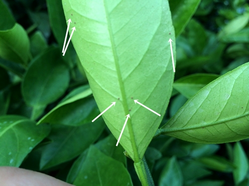 f0350352_22042124.jpg