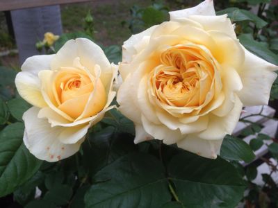 a0279990_10292650.jpg