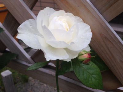 a0279990_10292777.jpg