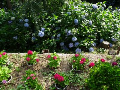 c0125501_1434896.jpg