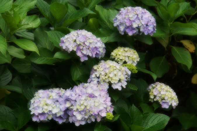 a0263109_11275469.jpg
