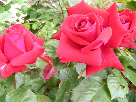 f0325309_20392395.jpg