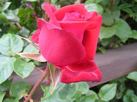 f0325309_20393992.jpg