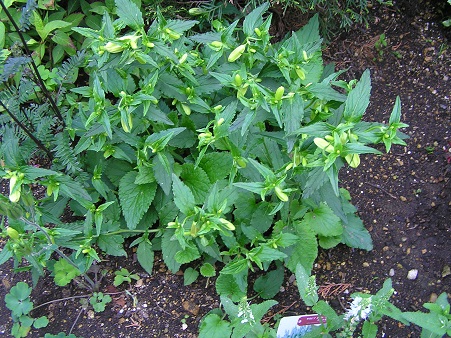 f0325309_20443763.jpg