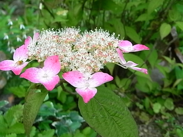 f0341616_5385416.jpg