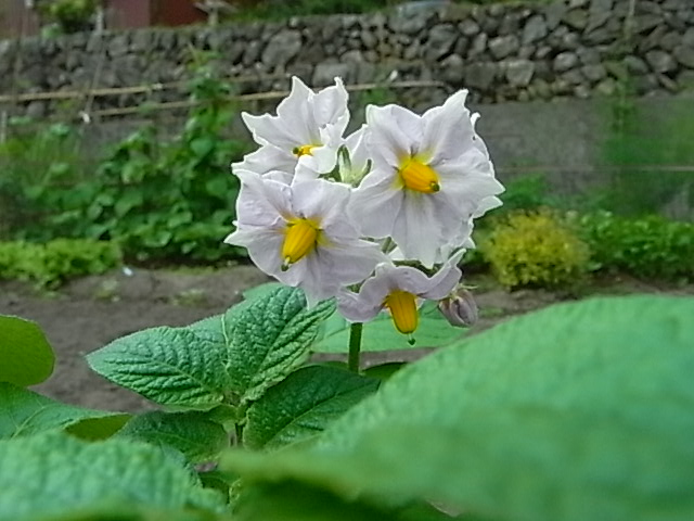 f0341616_5395292.jpg