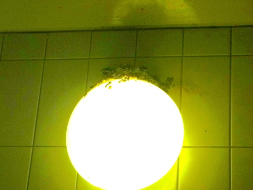 c0119335_15012991.jpg