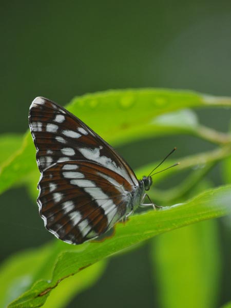 c0045352_17262487.jpg