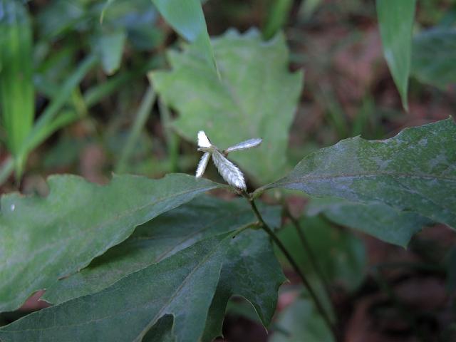 a0044076_1534730.jpg