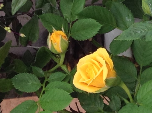 f0347891_20091864.jpg