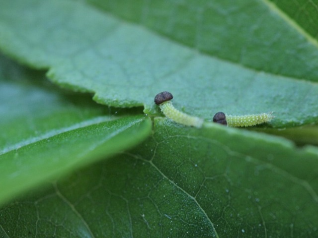 b0194593_1610459.jpg