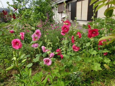 a0203003_22484689.jpg