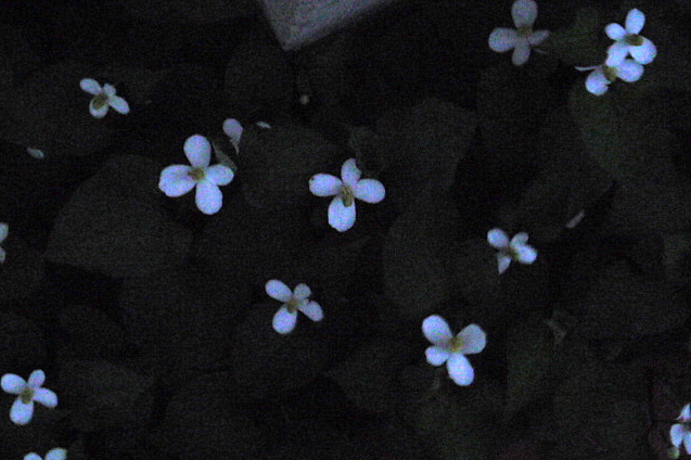 a0214206_20552911.jpg
