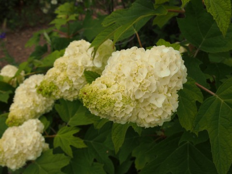 c0117007_8413285.jpg