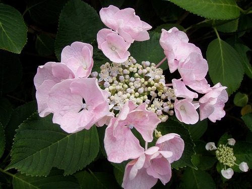 c0327752_16322472.jpg