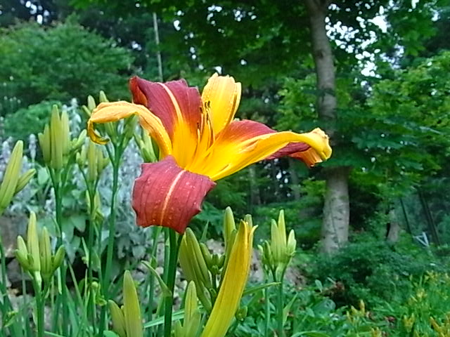 f0341616_6553693.jpg