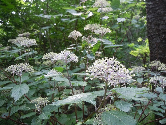 c0263829_9315488.jpg