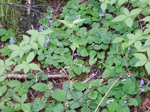 c0263829_934987.jpg