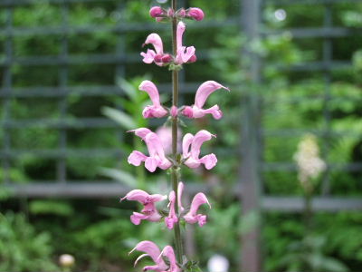 e0088260_17494275.jpg