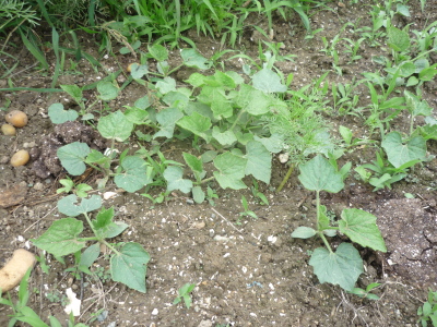 c0329378_09503214.jpg