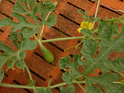 a0257385_1941595.jpg