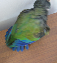 f0234590_1293356.png
