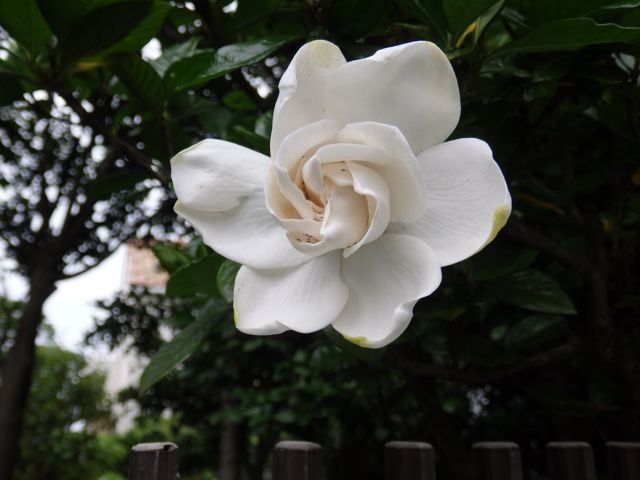 f0130894_20311656.jpg