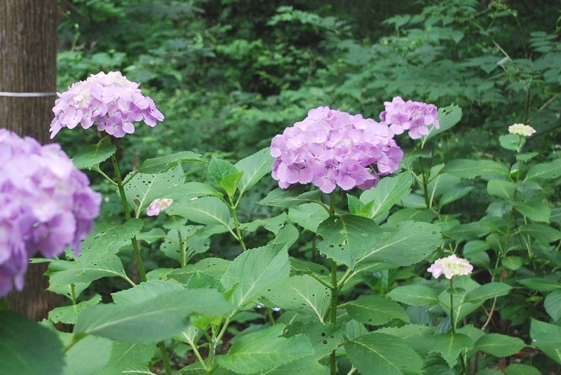 e0025300_1064432.jpg