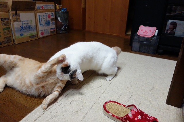 b0147203_20122679.jpg
