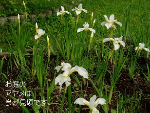 b0200310_18574165.jpg
