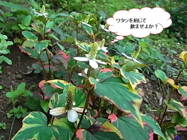 f0341616_6284090.jpg