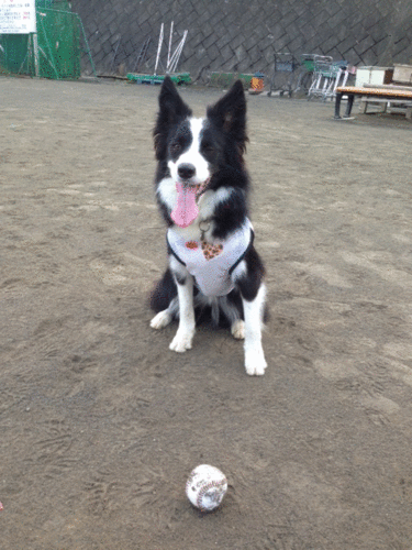 a0232619_13341086.gif