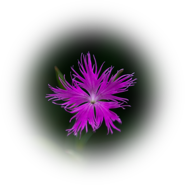 d0029829_2445285.png