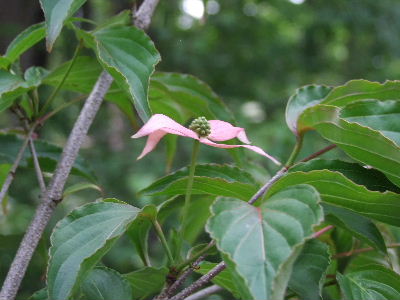 e0088260_2144083.jpg