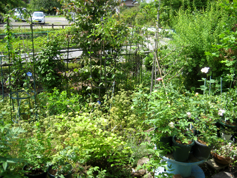 c0289473_11505522.jpg