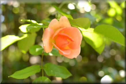 e0099375_22135156.jpg
