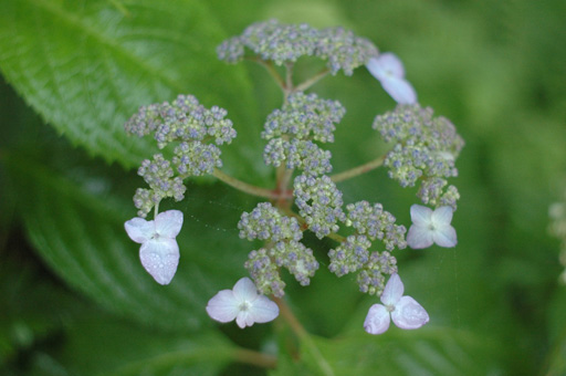 a0061599_7542040.jpg