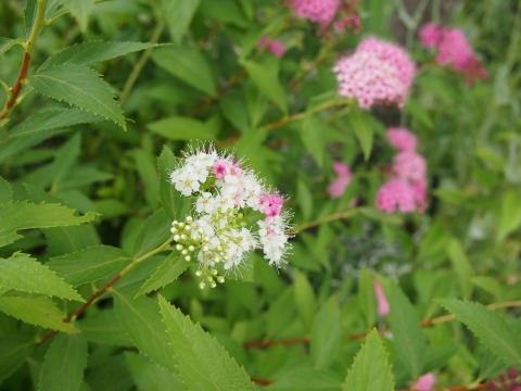 c0117007_15462688.jpg