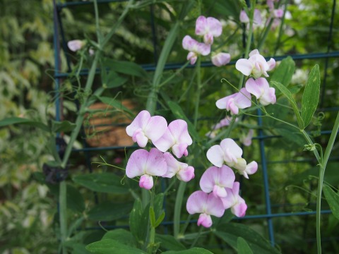 c0117007_1551982.jpg