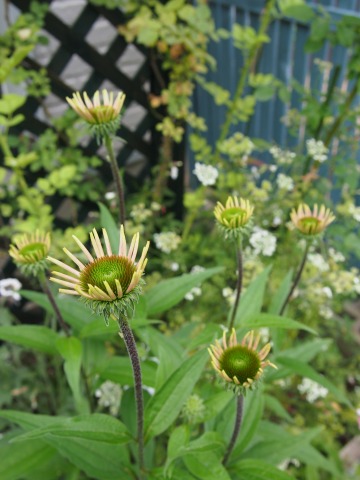 c0117007_15542339.jpg