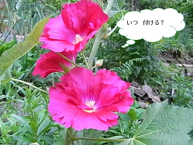 f0341616_6295612.jpg