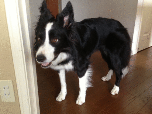 a0232619_14173137.gif