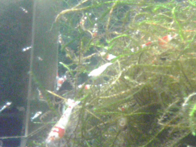 a0291521_8263314.jpg
