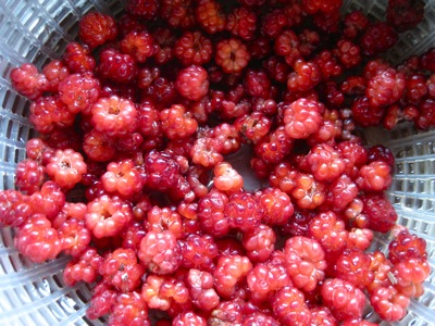 f0158625_11093321.jpg