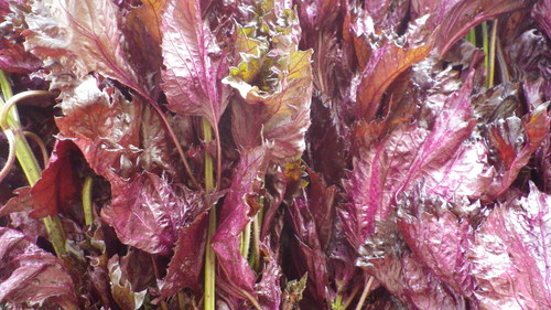 c0300035_13211427.jpg